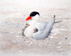 Lars Jonsson litografi med skräntärna och två ungar på sandstrand, naturtroget fågelmotiv i mjuka färger